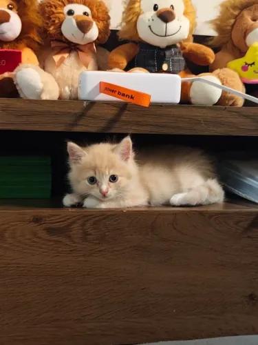 Gatos Filhotes de Persa com Lynx Point