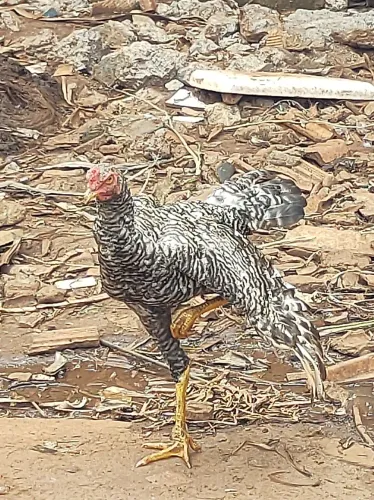 Galinhas caipira 