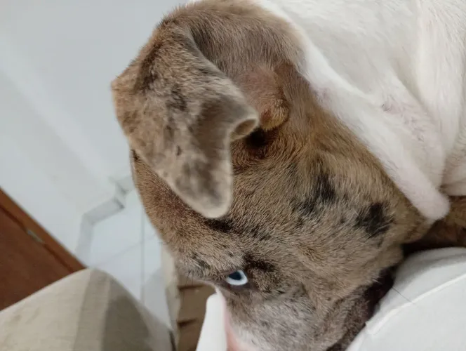american bully filhote
