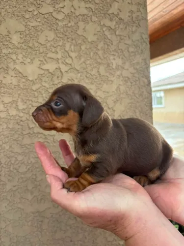 Dachshund