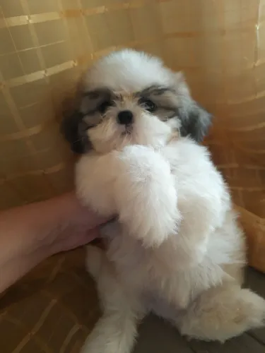 Shih Tzu Filhotes Machos