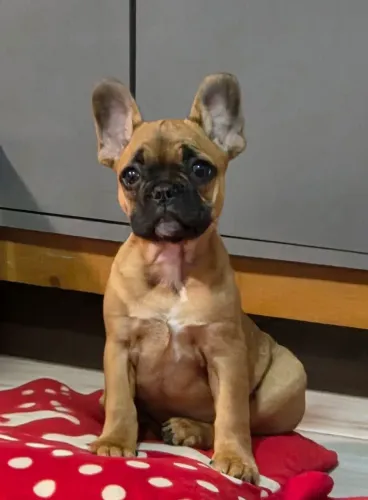Bulldog Francês ULTIMO
