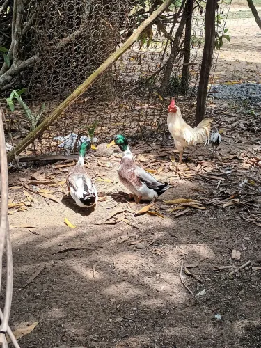 Marreco de Rouen e Patos 
