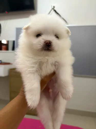 Spitz alemão
