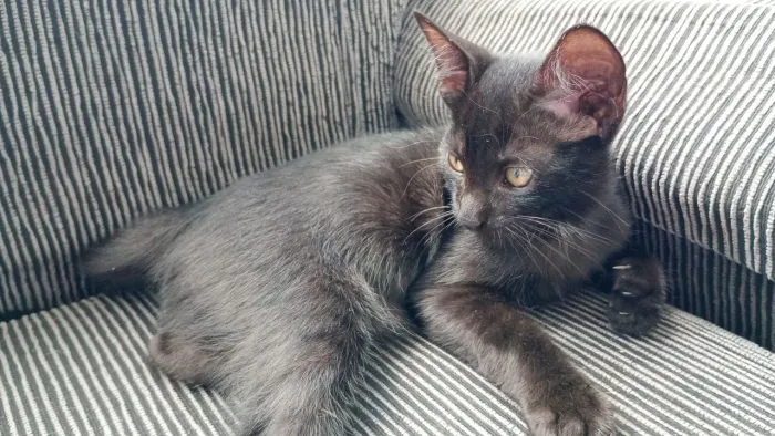 Doação de gatos 