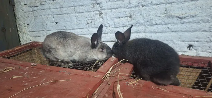 Casal de coelhos  gigantes de flandres 