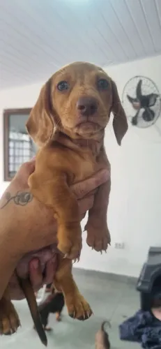 Basset alerquim