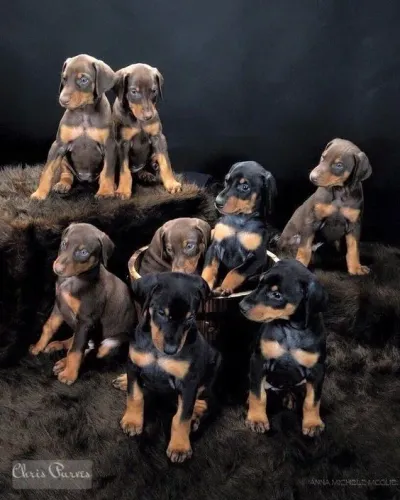 Doberman Filhotes