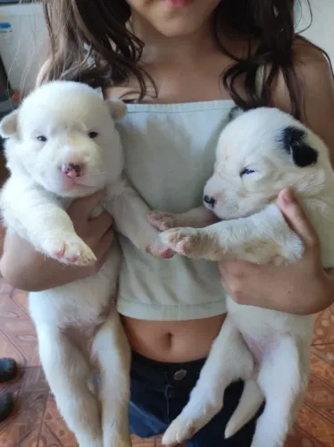 Cachorro