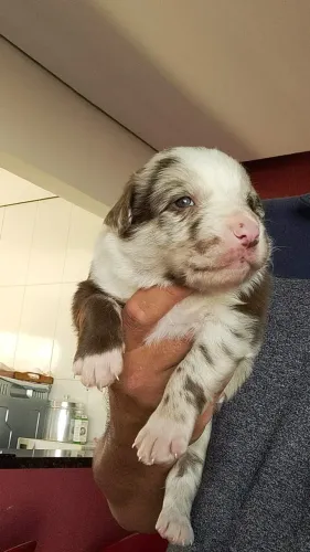 Belíssimo filhotes Border Collie machos e fêmeas vacinados 