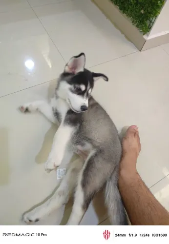 Husky siberiano 2 meses