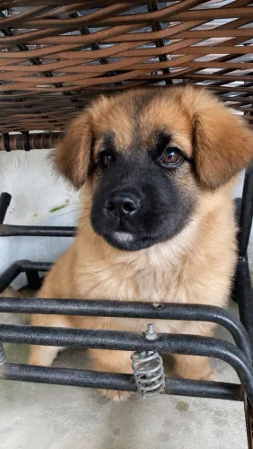 Filhote de chow chow, fêmea