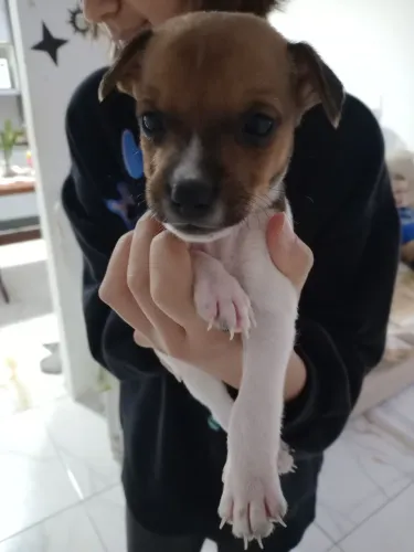 Doação de cachorrinho