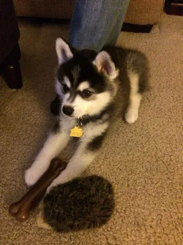 Filhote husky siberiano, Seus dias nunca mais serão os mesmos!