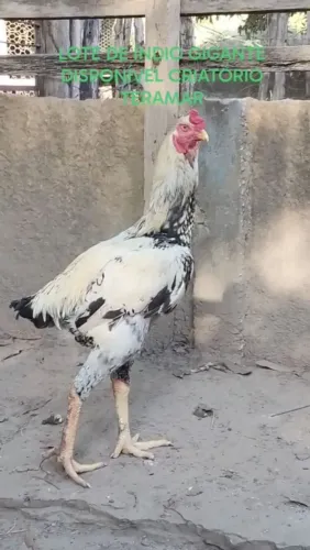 ÍNDIO GIGANTE