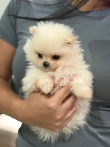 Lulu da Pomerania Machinho Branco Pequenino
