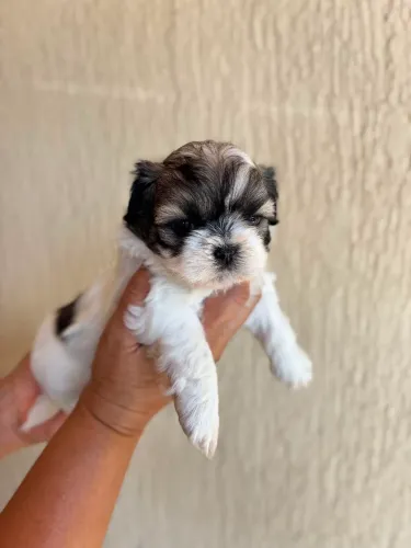Shitzu macho 45 dias