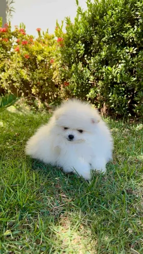 VENDE-SE FILHOTE LULU DA POMERANIA - FÊMEA