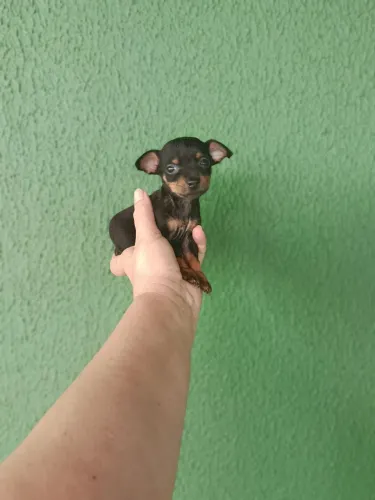 Vendo pinscher 0 macho