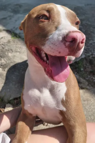 Filhote de pitbull macho