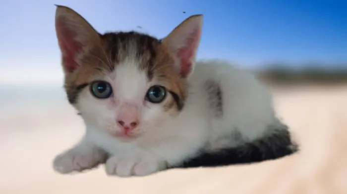 Doação responsável 