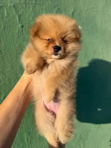Spitz alemão fêmea (Lulu da pomerania) olhos azuis 