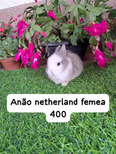 Novos filhotes mini 