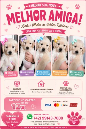 Filhotes de Golden Retriever