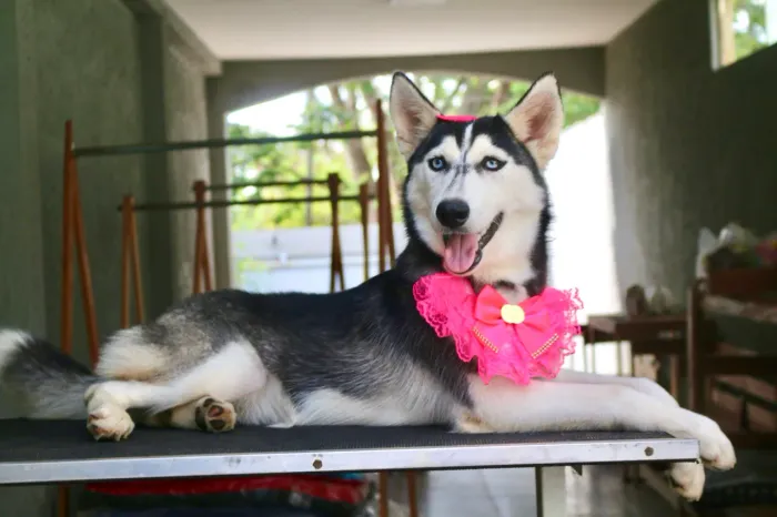 HUSKY SIBERIANO PROMOÇÃO 