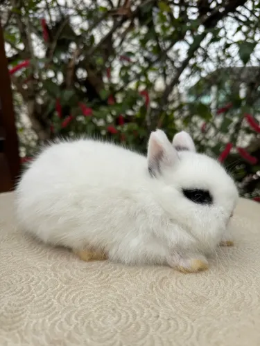 Coelhos anões