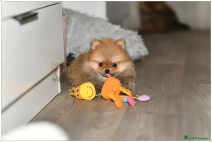 Filhote de cachorro fofo e fofo Spitz Alemão/ Lulu da Pomerânia/ anão/ anãozinho