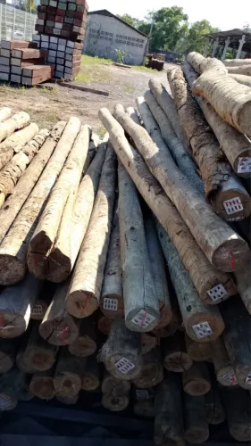 Eucalipto tratado 8 a 10 c/2,20mt 