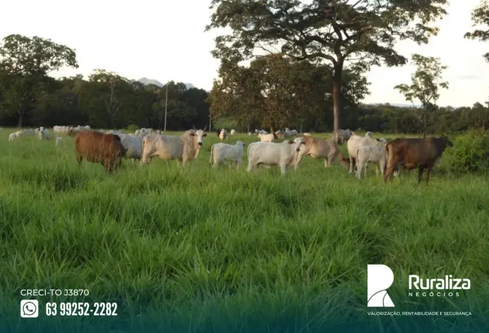 FAZENDA 31 ALQUEIRES | 70 HA DE PASTAGEM | APENAS R$ 3 MILHÕES
