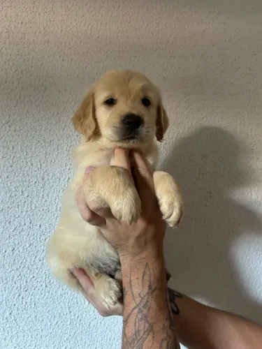 Filhotes de Golden Retriever