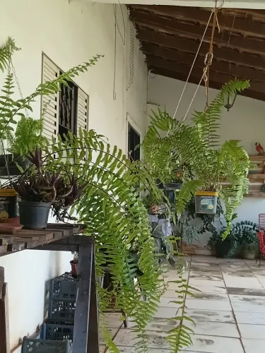 Samambaia