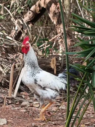 GALO DE RAÇA