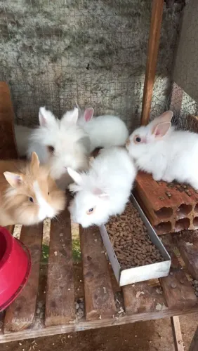 Mini lion puros