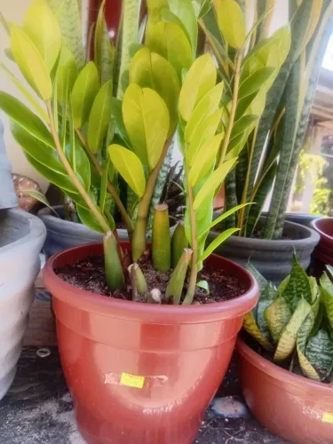 Casa das plantas ( Girador ufpb)
