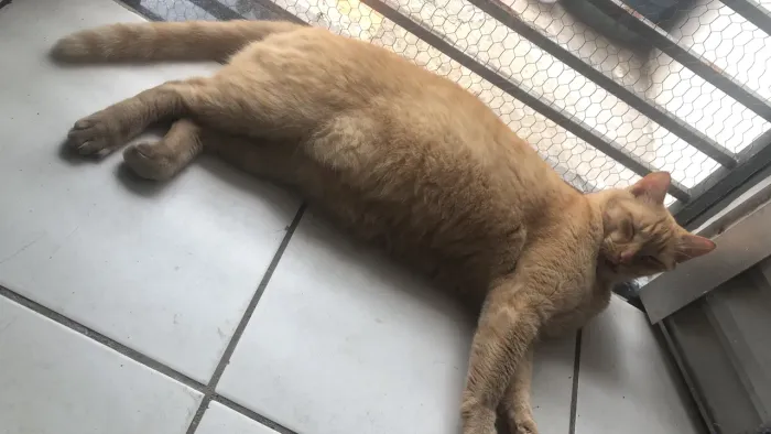 Animal