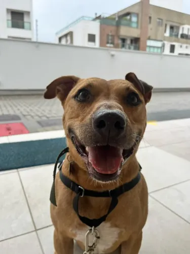 Adoção Cachorro