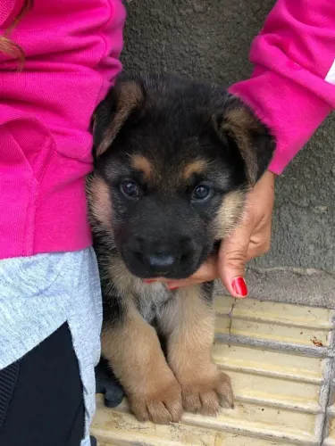 Pastor alemão Cachorrinho disponível com muito carinho e fofura