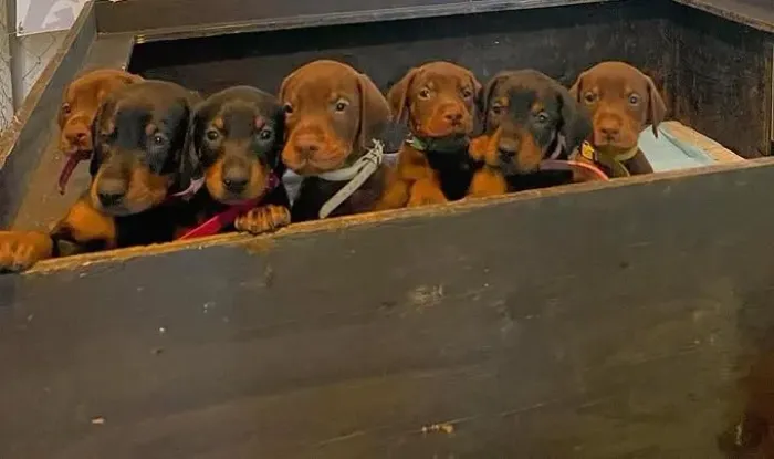 filhotes de dobermann chocolate machos 