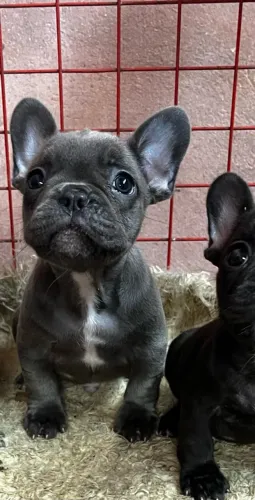 Bulldog francês Blue