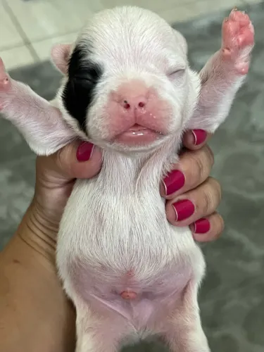 Buldogue francês macho