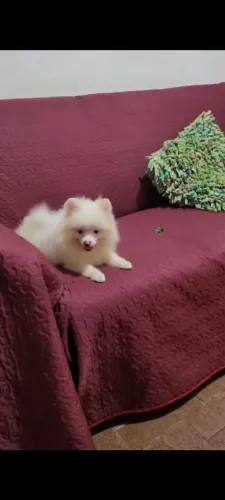 Spitz Alemão Anão - Super PEQUENININHO.
