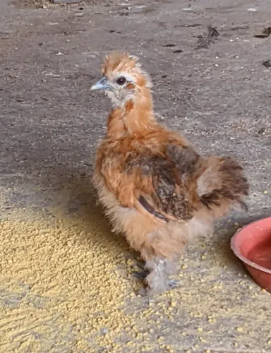 Pinto de sedosa