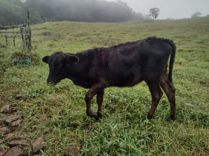 Bezerra Angus com Nelore
