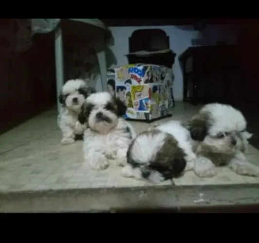 Lindos filhotes de shihtzu disponíveis 1200