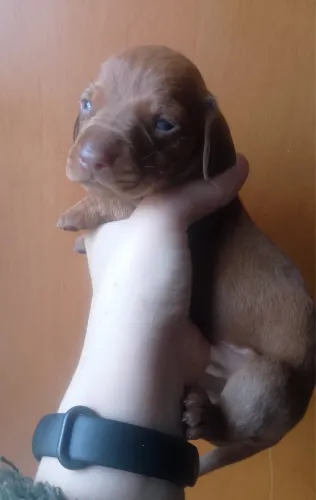 Dachshund