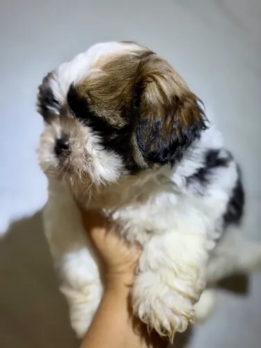 Shihtzu macho 